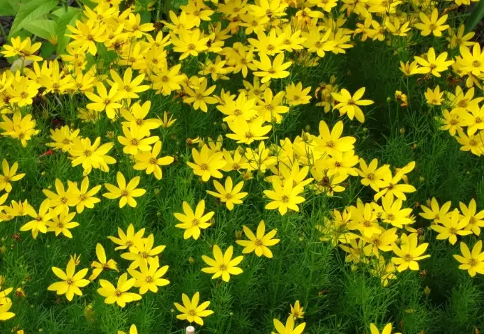 drought tolerant flowers