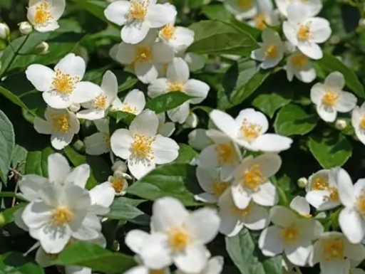 philadelphus care