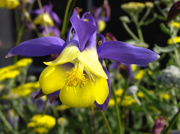how to grow aquilegia