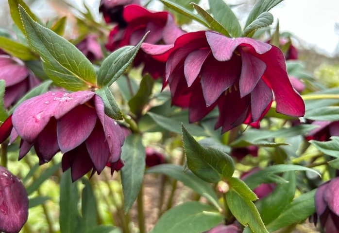 winter blooming flowers