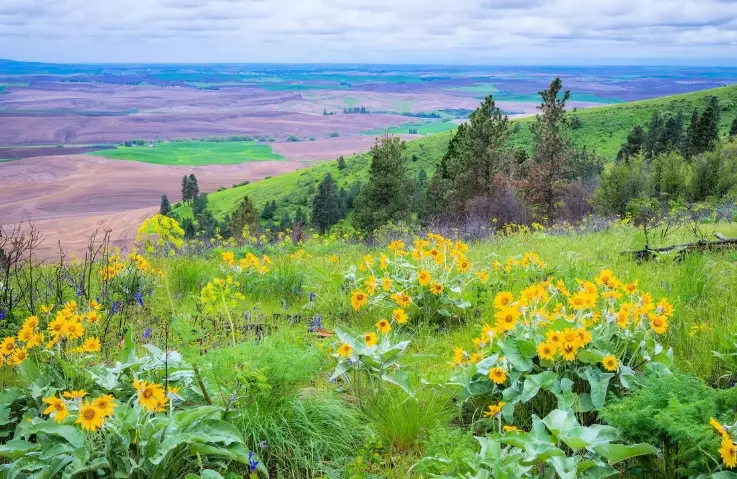 oregon sunflower fields