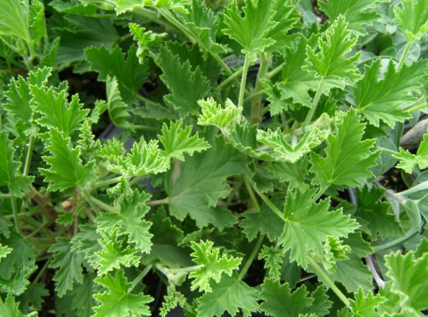 citronella plant care