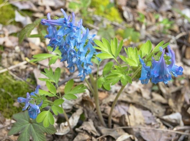 planting corydalis bulbs planting corydalis bulbs