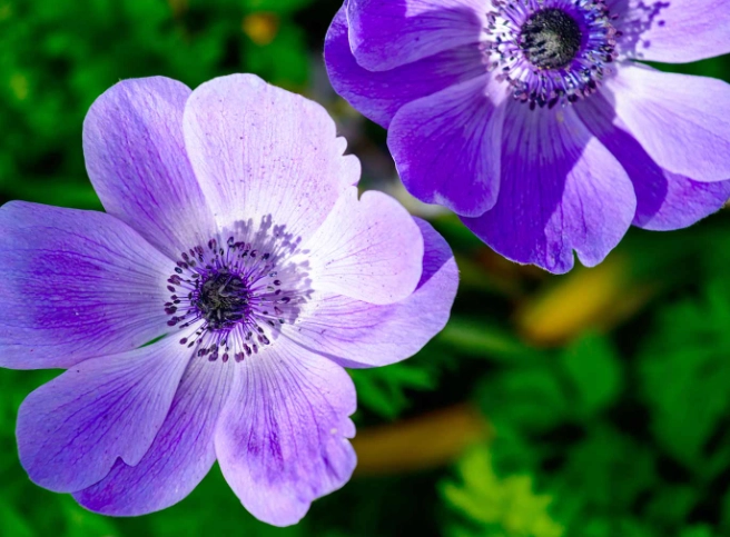 anemone plant care anemone plant care