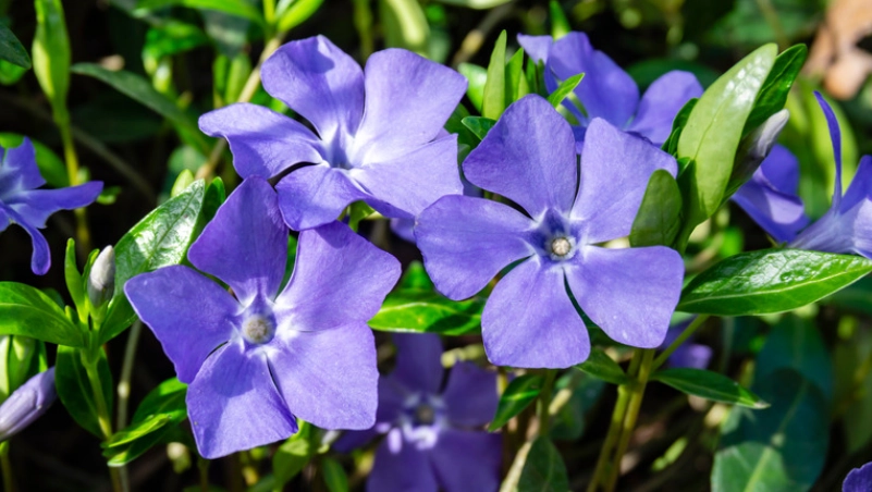 periwinkle flower