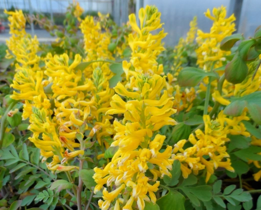 planting corydalis bulbs planting corydalis bulbs