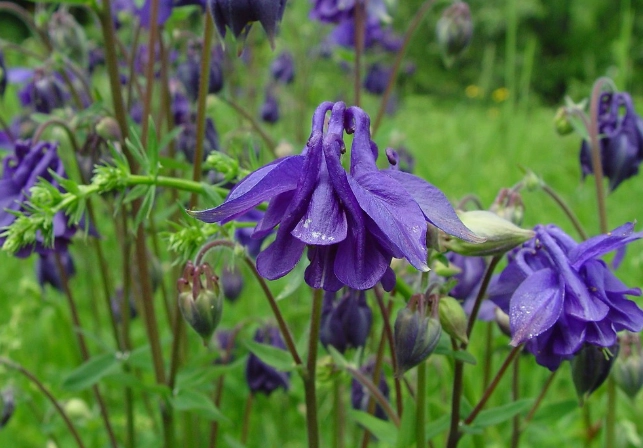 how to grow aquilegia
