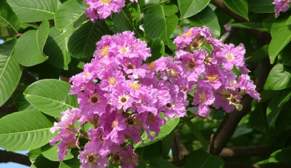 best lagerstroemia varieties