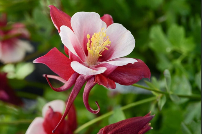 columbine flower care