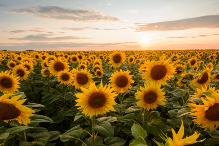 growing sunflowers in oregon