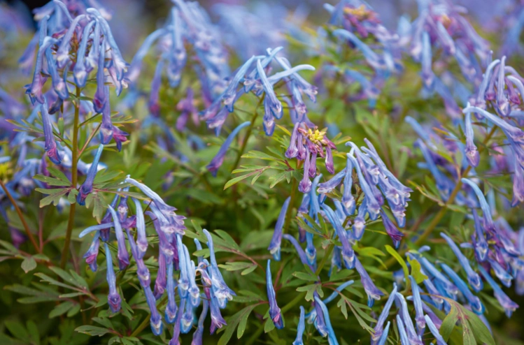 how to grow corydalis how to grow corydalis