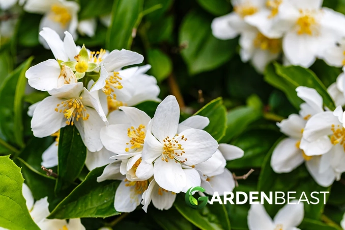 mock orange shrub