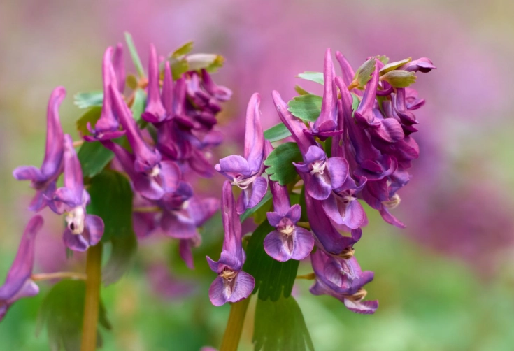 corydalis plant care corydalis plant care