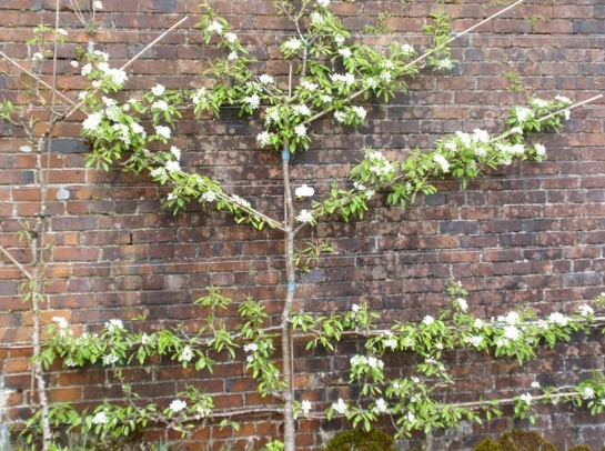 plum tree espalier plum tree espalier