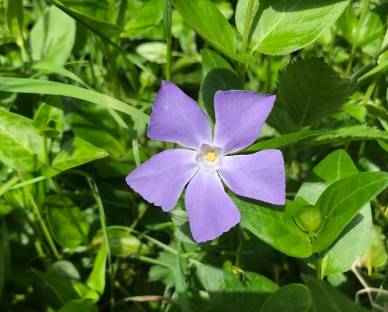 periwinkle plant care