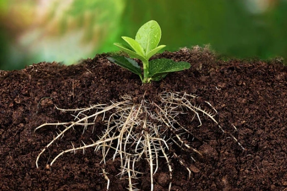 how to observe plants