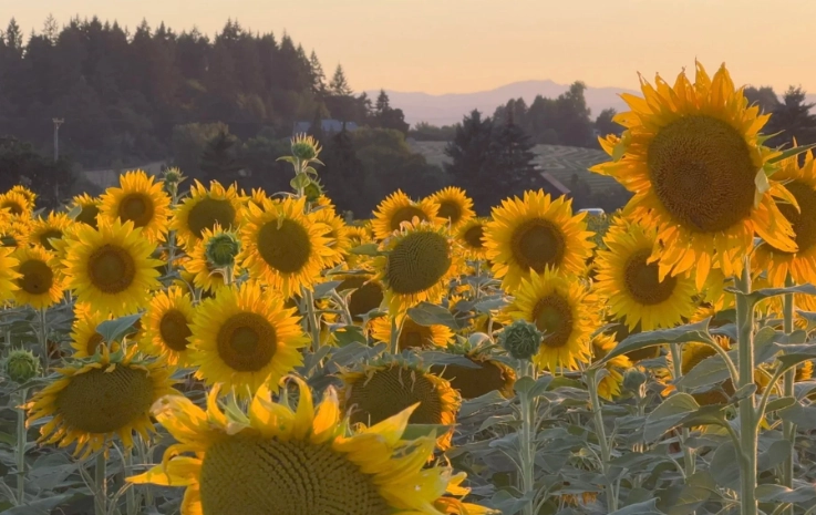 growing sunflowers in oregon