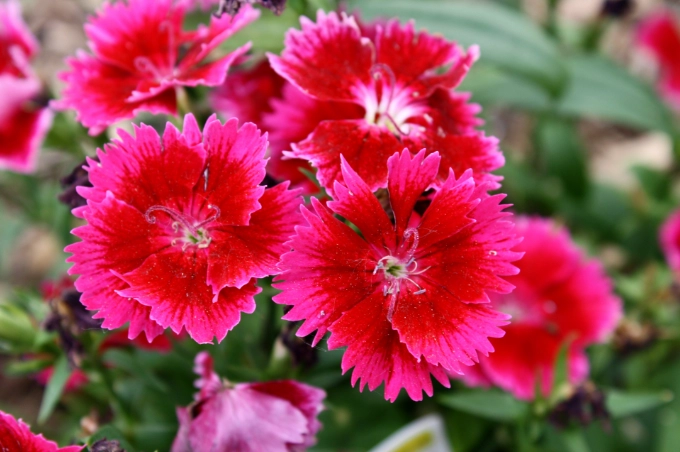 how to grow dianthus
