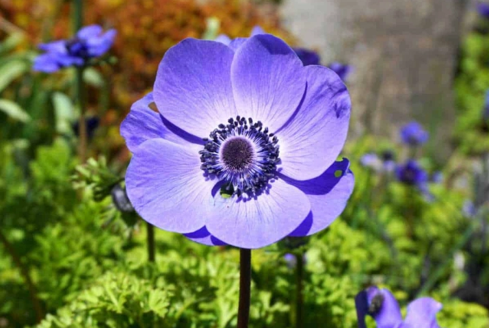 anemone flower anemone flower