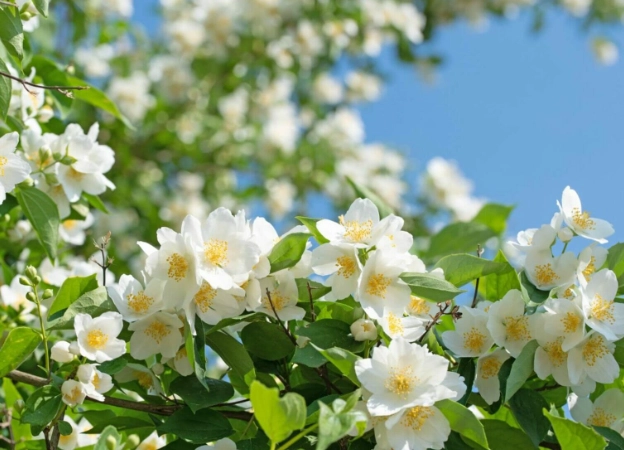 mock orange pruning