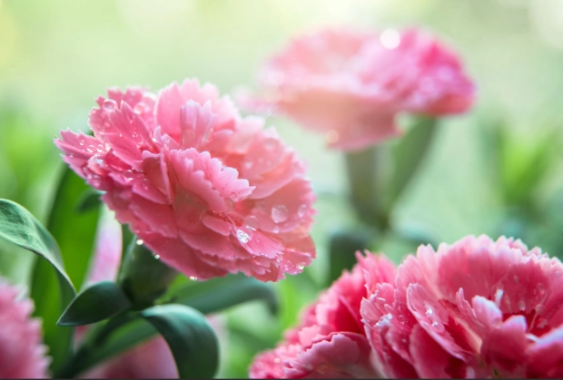 carnation flower meaning