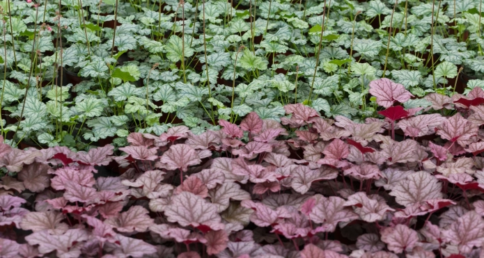 Coral Bells varieties
