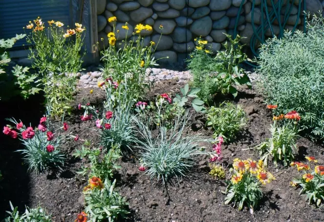 oregon native plants drought tolerant