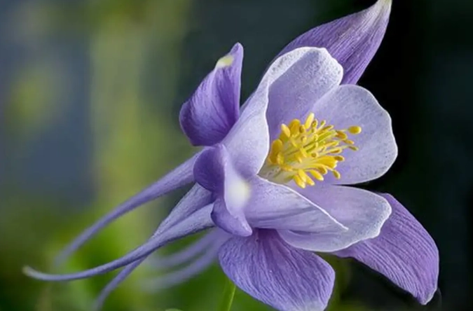 columbine flower care