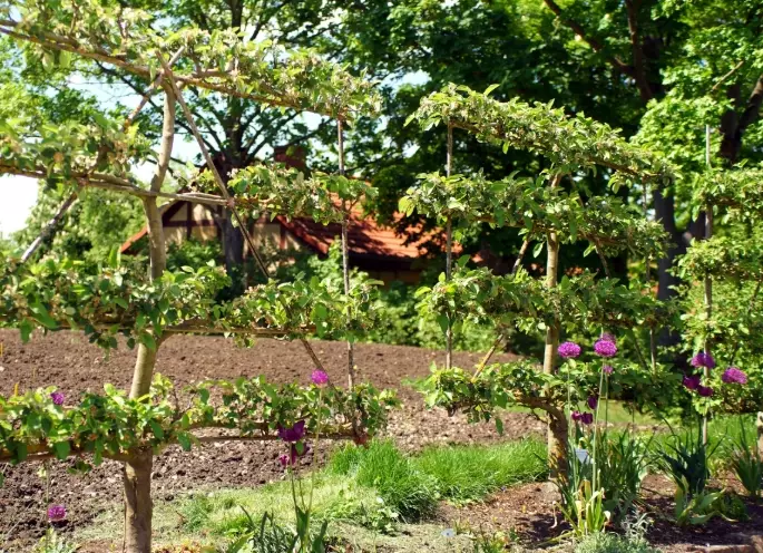 espalier plum trees