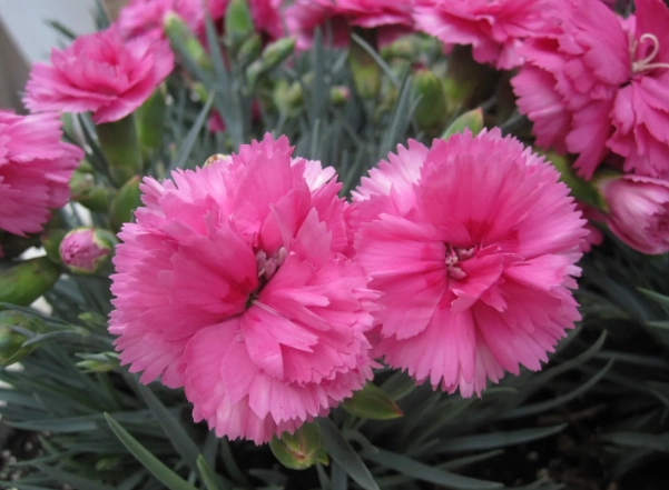 types of carnations