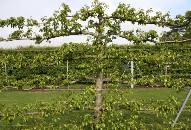 how to espalier a plum tree how to espalier a plum tree