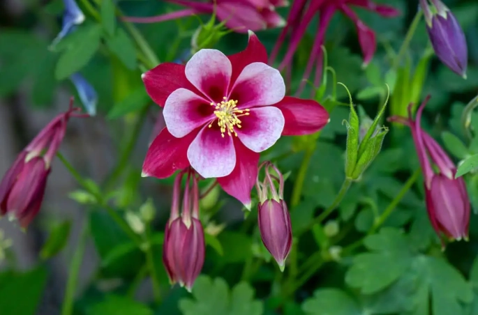 columbine flower care