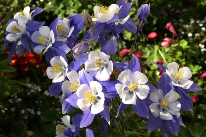 how to grow aquilegia