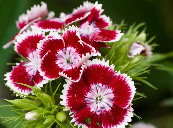 dianthus flowers