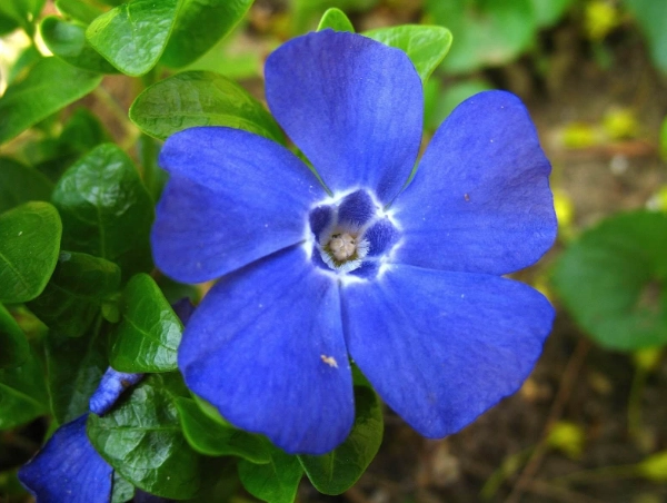 periwinkle flower