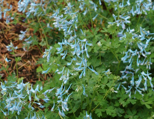 how to grow corydalis how to grow corydalis