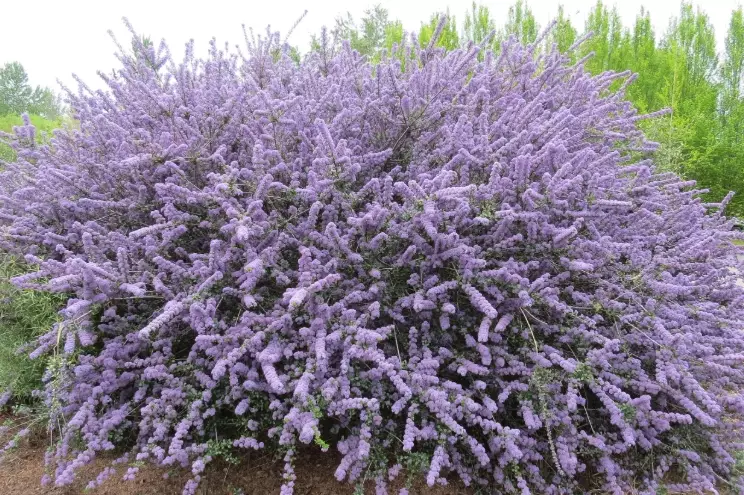 low water plants oregon