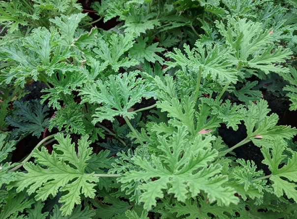 citronella plant mosquito repellent
