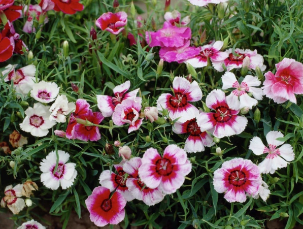 how to grow dianthus
