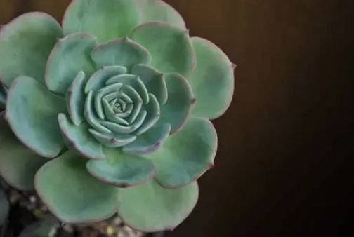 how to observe plants