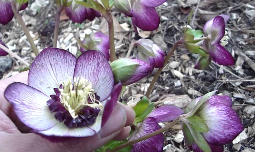 winter jewels plants