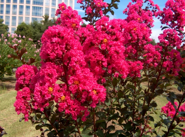 how to plant lagerstroemia