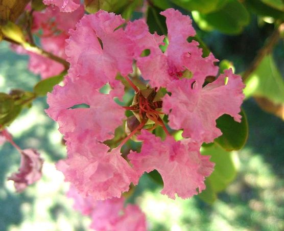 best lagerstroemia varieties
