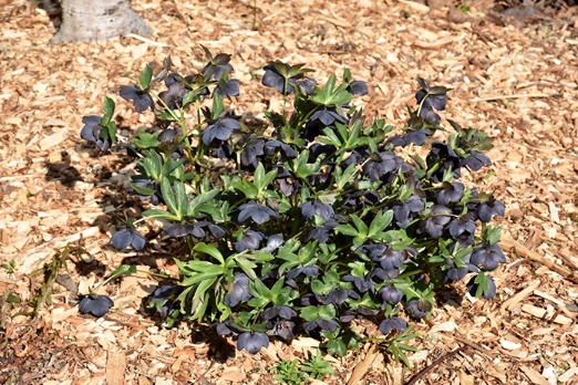 cold hardy garden plants
