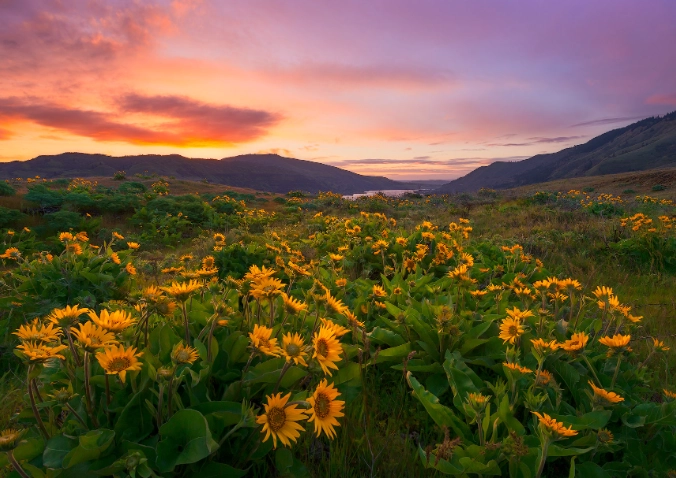 oregon sunflower varieties