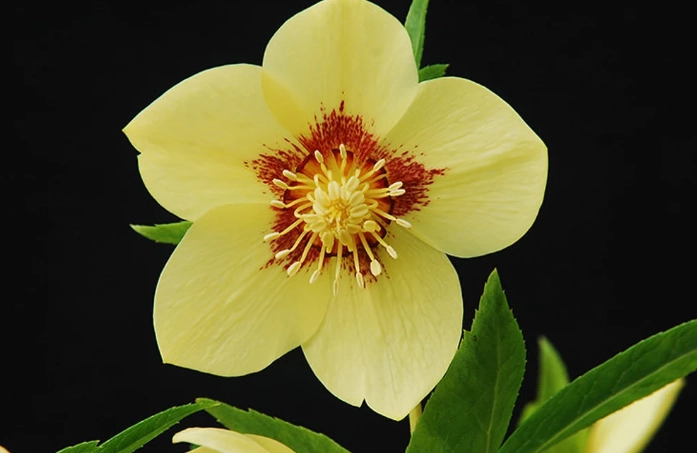 winter jewels plants