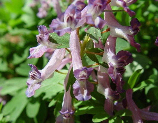 corydalis plant care corydalis plant care