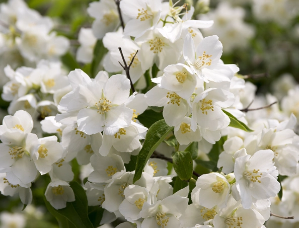 mock orange pruning