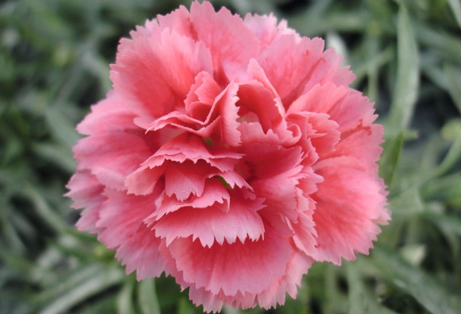 carnation flower care