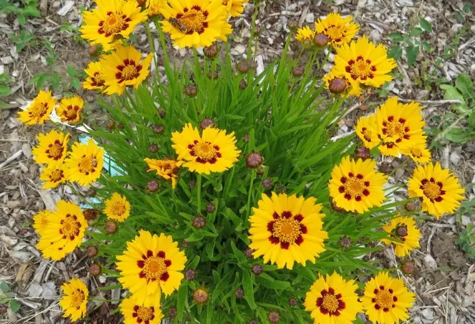 coreopsis perennial